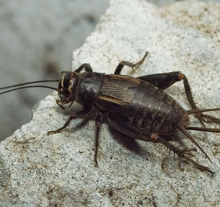 scarabée porte-bonheur